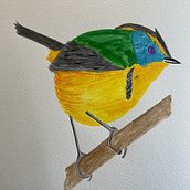 Siete Colores. Watercolor Painting project by Pamela Zamorano Valdovino - 11.15.2023