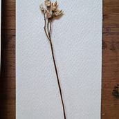 Mi proyecto del curso: Técnicas básicas de prensado botánico. Projekt z dziedziny Craft,  Sztuki piękne,  Kolaż, DIY, Kompoz i cje kwiatowe i botaniczne użytkownika Diana AB - 23.11.2023