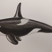 Mi proyecto del curso: Técnicas de ilustración naturalista: ballenas en acuarela. Un proyecto de Bellas Artes, Pintura, Pintura a la acuarela e Ilustración naturalista				 de carlos_secchiaro - 23.11.2023