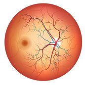 Modelo de red neuronal convolucional para la detección de retinopatía diabética en imágenes médicas.👩🏻‍⚕️👨🏻‍⚕️. Programming, Artificial Intelligence, and Web Development project by Richard Rosario Sánchez - 11.19.2023