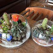 Mi proyecto del curso: Arte vegetal: crea tu propio terrario abierto. Interior Design, L, scape Architecture, Decoration, DIY, Floral, and Plant Design project by Juan Gómez - 11.26.2023