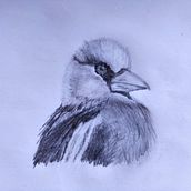 BIRDS. Un proyecto de Ilustración tradicional de Antonio Balzarini - 28.11.2023
