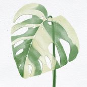 Albo Monstera. Een project van Digitaal ontwerp,  Digitaal schilderij y Digitale tekening van Kamelle Kirby - 29.11.2023