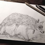 My project for course: Naturalistic Animal Drawing with Graphite Pencil. Traditional illustration, Pencil Drawing, Drawing, and Naturalistic Illustration project by eluned_eleven - 11.30.2023