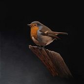 Mon projet du cours : Peinture à l'huile classique et portrait naturaliste d'oiseaux. Fine Arts, Painting, Oil Painting, and Naturalistic Illustration project by Claudia Michaud - 11.28.2023