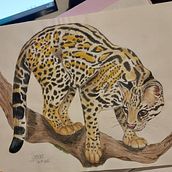 Meu projeto do curso: Ilustração científica de animais em aquarela. Traditional illustration, Watercolor Painting, Realistic Drawing, and Naturalistic Illustration project by Thayane Patusco - 12.05.2023