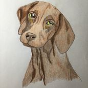My project for course: Pet Portraits in Colored Pencils. Traditional illustration, and Naturalistic Illustration project by skylar756 - 12.06.2023