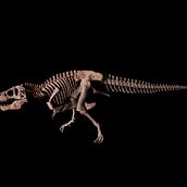 Trex modeling in ZBrush, rendering in Karma. 3D, Character Design, and 3D Modeling project by Karel Chytil - 12.08.2023