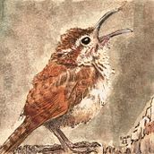 Carolina Wren. Un progetto di Illustrazione tradizionale, Pittura, Illustrazione naturalistica e Illustrazione editoriale di Susannah Fisher - 10.12.2023