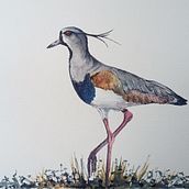 Mi proyecto del curso: Ilustración naturalista de aves con acuarela. Traditional illustration, Watercolor Painting, Realistic Drawing, and Naturalistic Illustration project by Juan Toledo Toledo - 12.12.2023