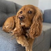 Mi proyecto del curso: Fotografía lifestyle de perros. Photograph, Portrait Photograph, Instagram Photograph, Documentar, Photograph, Lifest, and le Photograph project by 26x9tqgv75 - 12.12.2023