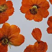 Meu projeto do curso: Técnica de impressão ecológica com flores e plantas. Accessor, Design, Arts, Crafts, Fashion Design, Fiber Arts, DIY, Textile D, eing, Floral, Plant Design, Textile Printing, and Textile Design project by Annà Tôrres - 12.10.2023