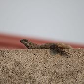 JPG Durante Covid 19. Fotografia projeto de Gerson Gutiérrez - 14.12.2023