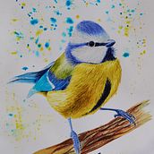 My project for course: Artistic Watercolor Techniques for Illustrating Birds. Un proyecto de Ilustración tradicional, Pintura a la acuarela, Dibujo realista e Ilustración naturalista				 de Dorottya Molnár - 14.12.2023