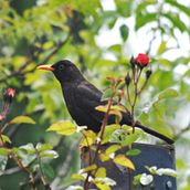 Zorzal. Projekt z dziedziny Fotografia c i frowa użytkownika celiaduek - 14.12.2023