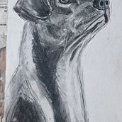 Mein Abschlussprojekt für den Kurs: Tiere zeichnen mit Kohle und Tusche. Een project van  Beeldende kunst,  Tekening,  Illustratie met inkt y Naturalistische illustratie van ladykracher77 - 17.12.2023