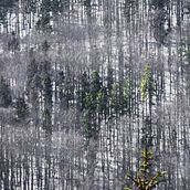 Polish winter wonderland. Photograph, and Outdoor Photograph project by Margaret - 12.18.2023