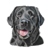 pencil crayon portraits of animals Ein Projekt aus dem Bereich Design, H, werk, Realistische Zeichnung, Zeichnung und Bleistiftzeichnung von Kate Sarah Howard Howard - 18.12.2023