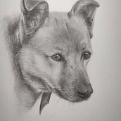 Graphite dog portrait. Traditional illustration, and Fine Arts project by Kincso - 12.18.2023