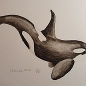 My project for course: Naturalist Illustration Techniques: Whales in Watercolor. Projekt z dziedziny  Sztuki piękne,  Malarstwo, Malowanie akwarelą, Ilustracja naturalist i czna użytkownika Kate P - 13.12.2023