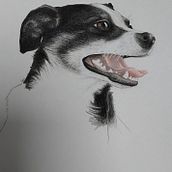 My project for course: Pet Portraits in Colored Pencils. Traditional illustration, Naturalistic Illustration, and Drawing project by Pavla Hranova - 12.23.2023