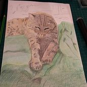 Il mio progetto del corso: Ritratto di animali da compagnia con matite colorate. Traditional illustration, and Naturalistic Illustration project by saraosara8 - 12.24.2023