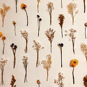 Mi proyecto del curso: Técnicas básicas de prensado botánico. Un progetto di Artigianato, Belle arti, Collage, DIY e Design floreale e vegetale di Lady Vanessa Celis Bernier - 23.12.2023