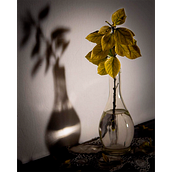 Hoja en Negro. Un progetto di Design editoriale, Fotografia digitale, Fotografia artistica, Fotografia e Composizione fotografica di Luz Morena - 27.12.2023