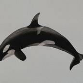 My project for course: Naturalist Illustration Techniques: Whales in Watercolor Ein Projekt aus dem Bereich Bildende Künste, Malerei, Aquarellmalerei und Naturalistische Illustration von Linda Doubravová - 27.12.2023