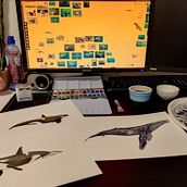 Mijn project van de cursus: Naturalistische illustratietechnieken: walvissen in aquarel. Pintura em aquarela e Ilustração naturalista projeto de yvonne_kolen - 27.12.2023