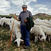 A life among sheep Ein Projekt aus dem Bereich Digitalfotografie, Außenfotografie und Dokumentarfotografie von migrasan1 - 28.12.2023