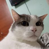 Mi proyecto del curso: Clasificador de Gatos. Programming, Web Development, and Artificial Intelligence project by Andrew R - 12.29.2023