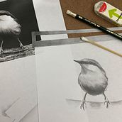 Mi proyecto del curso: Acuarela artística para ilustración de aves. Traditional illustration, Watercolor Painting, Realistic Drawing, and Naturalistic Illustration project by Maria Paulina Arenas - 12.29.2023