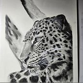 Charcoal big cat. Drawing project by Edit Mason - 12.29.2023