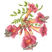 My project for course: Naturalistic Illustration in Watercolor and Gouache. Fine Arts, Painting, Watercolor Painting, Botanical Illustration, Naturalistic Illustration, and Gouache Painting project by Michelle Perez - 12.29.2023