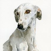 La mirada de un galgo. Un proyecto de Ilustración tradicional de Rosa Calandra - 10.02.2021