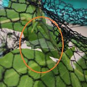 Transformed. Un progetto di Scrittura di Marie Alliete Locsin - 03.01.2024