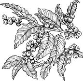 Coffee Berries. Un progetto di Design, Br, ing, Br, identit e Packaging di Marilyn Primich - 02.01.2023