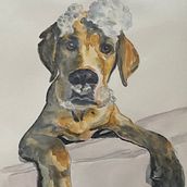 Mein Abschlussprojekt für den Kurs: Ausdrucksstarke Tierporträts in Aquarell. Traditional illustration, Watercolor Painting, Naturalistic Illustration, and Realistic Drawing project by Damaris Daehne - 01.04.2024