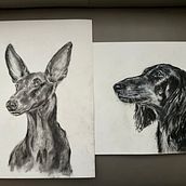 Mein Abschlussprojekt für den Kurs: Tiere zeichnen mit Kohle und Tusche. Fine Arts, Drawing, Ink Illustration, and Naturalistic Illustration project by Damaris Daehne - 01.04.2024
