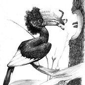 Hornbill. Pencil Drawing project by jmailhot236 - 01.05.2024