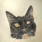 Mi proyecto del curso: Retratos de Mascotas en Lápices de Colores. Un projet de Illustration traditionnelle et Illustration naturaliste de maryonamm - 05.01.2024