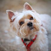 Mi proyecto del curso: Fotografía lifestyle de perros. Photograph, Portrait Photograph, Instagram Photograph, Documentar, Photograph, Lifest, le Photograph, and Fine-Art Photograph project by Sergi Sardà Peñalosa - 01.07.2024