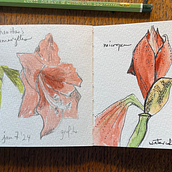 My project for course: Botanical Watercolor Sketchbook. Een project van Traditionele illustratie, Aquarelschilderen,  Botanische illustratie y Sketchbook van kcizek - 07.01.2024