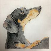 Mi proyecto del curso: Retratos de Mascotas en Lápices de Colores. Een project van Traditionele illustratie y Naturalistische illustratie van gadisel - 08.01.2024