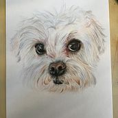 Mon projet du cours : Portraits d'animaux de compagnie aux crayons de couleur. Traditional illustration, and Naturalistic Illustration project by Julie Philip - 01.08.2024
