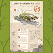 Common Wall Lizard Infographic. Graphic Design, Information Design, Infographics, and Poster Design project by leenda_breitenstein - 01.08.2024