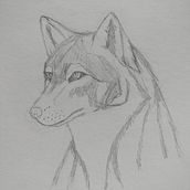 Mi proyecto del curso: Red wolf en acuarelas. Traditional illustration, Watercolor Painting, Realistic Drawing, and Naturalistic Illustration project by Yennith Gabriela Serrato Rivera - 01.08.2024