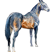 Watercolor horse . % Inessa Voet tarafından hazırlanan Geleneksel illüstras, Ve on projesi - 01.09.2024