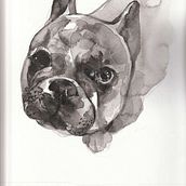 Il mio progetto del corso: Illustrazione di animali a carboncino e inchiostro. Fine Arts, Drawing, Ink Illustration, and Naturalistic Illustration project by Giulia - 01.11.2024